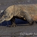 dragon_komodo_hsb_rinca_h_2413_kom4782.jpg